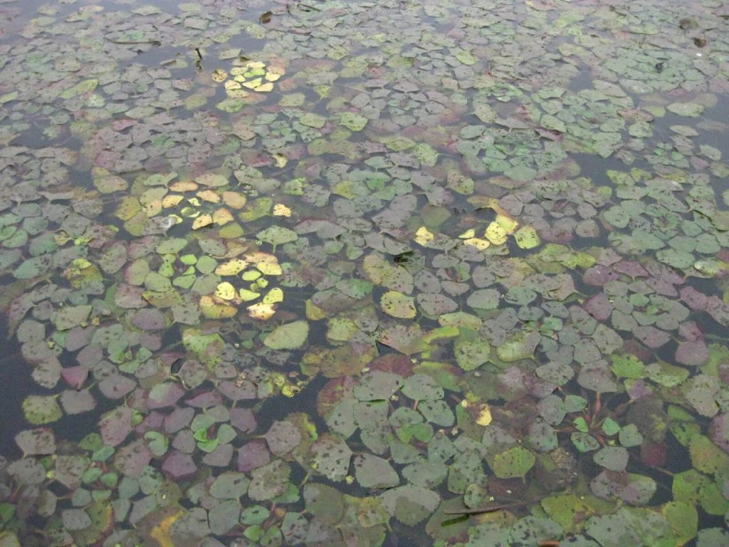 водяной орех осенью