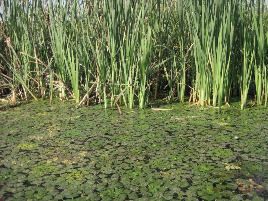 водяной орех и заросли камыша