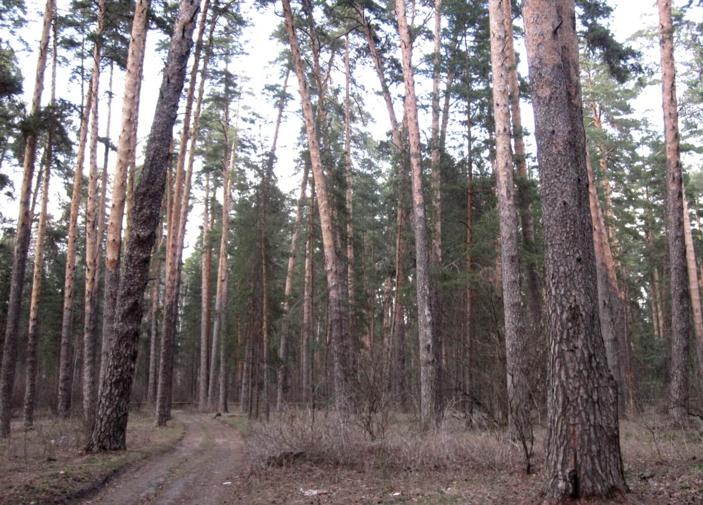 озеро калищенское в сосновом бору