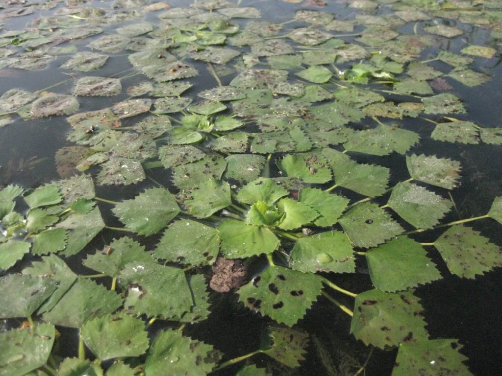 Орех водяной