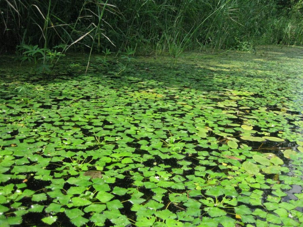 Орех водяной