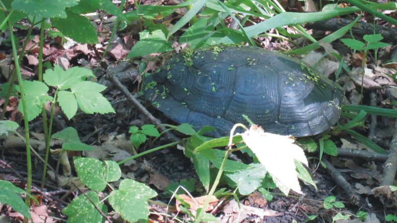 болотная черепаха
